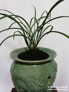 兰花盆钵材质大揭秘