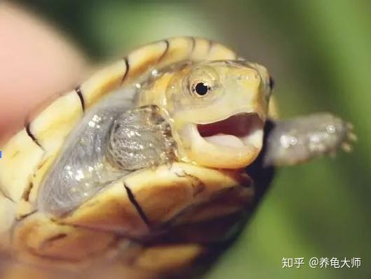 想养山乌龟？这篇超详细的饲养攻略快收藏