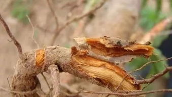 如何同过观察和检测准确识别苗木根部出现的病害症状？