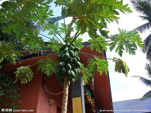 园林绿化中的树木品种探秘