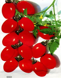 番茄种子种植疑问解答