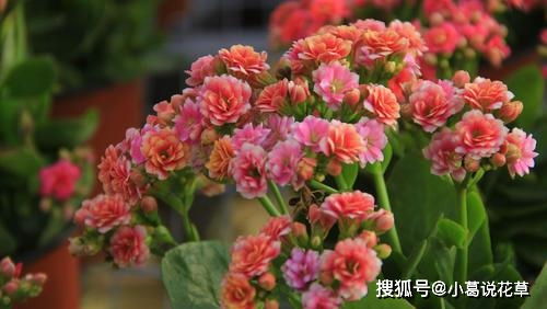 茶花：耐寒佳品， 孕蕾期较长