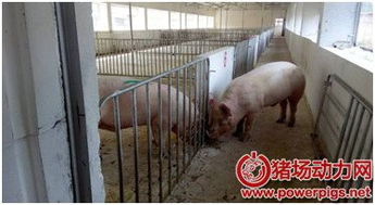 提升公猪性能：实用采精与调教技巧大揭秘