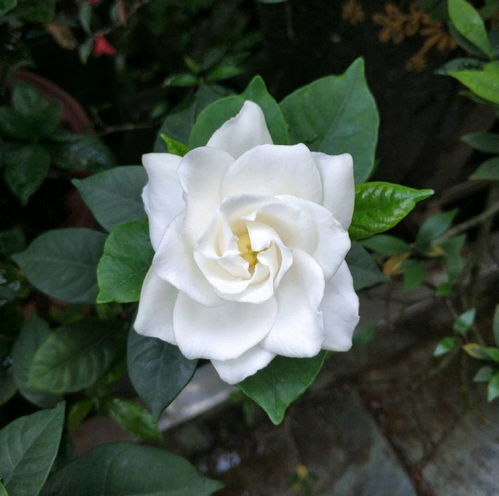 冬天盆栽栀子花怎么养护？如何让它安全过冬