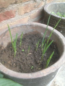 土壤松软， 菜菜才长得好