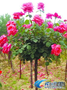 月季芽点嫁接，一树多色成真