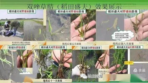 双唑草腈：除草界的“高手”