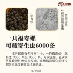 长期食淡水螺：营养丰富