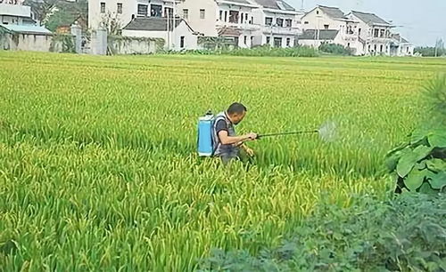 除草剂喷洒， 时间要掌握