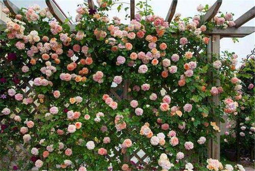 红色龙沙宝石：艳丽如火