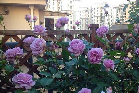 蓝色风暴， 花期彳艮长，一年四季者阝会开花