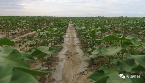 龙葵净除草剂的使用方法