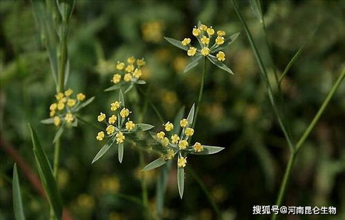 柴胡幼苗浇水的重要性