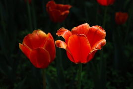 南部山区花卉种植指南