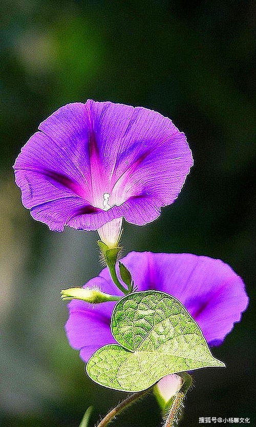 牵牛花何时绽放？教你秘诀