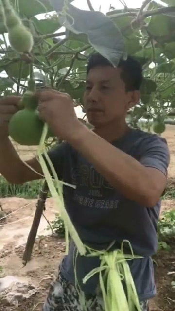葫芦种植的最佳季节是什么时候？生长周期大约有多长