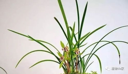 微量元素肥料， 增强兰花生命力