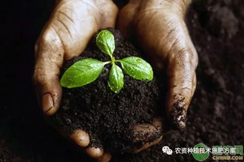 恶霉灵对防治土壤病害效果显著，其具体用途有哪些？