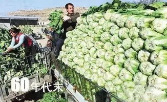 上海青菜亩产揭秘：亩产多少斤？