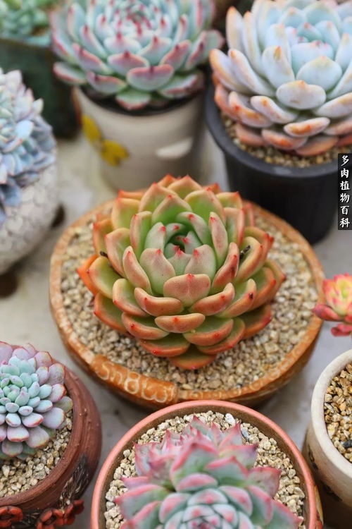多肉植物映日辉怎么养？光照和浇水要注意什么