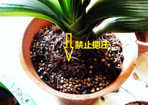 如何从众多君子兰品种中挑选出最易于养护的植株
