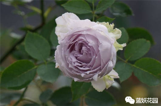 月季花浇水频率大揭秘