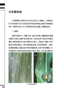 防治方法，不仅仅是用药那么简单