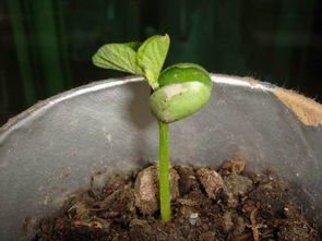 橘子种子浸泡发芽？如何快速发芽