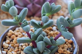 夏季繁殖，小心这些陷阱！