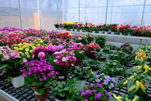 花卉市场的芬芳之旅