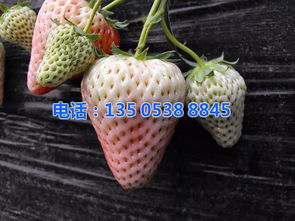 草莓苗适合在半阴还是全日照的环境中生长呢