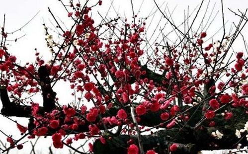 梅花盛开季节：揭秘春季的浪漫时刻