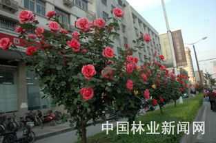 绿化带树状月季批发