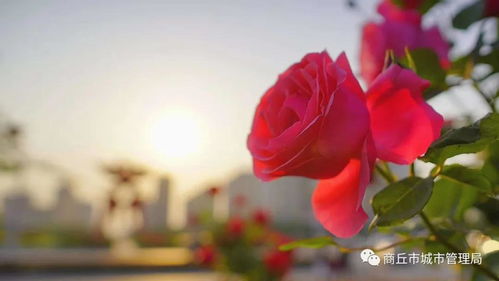 月季花开，商丘市花的风采