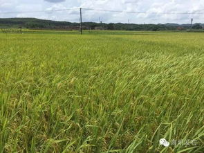 实战经验，分享一下吧