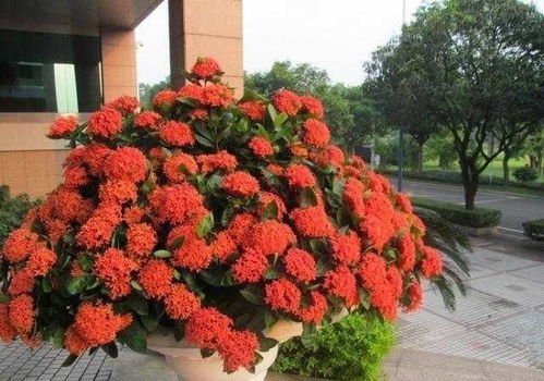 冬红：冬日的色彩