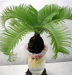 水培植物怎么养，学会这几招我就能轻松养好植物了吗
