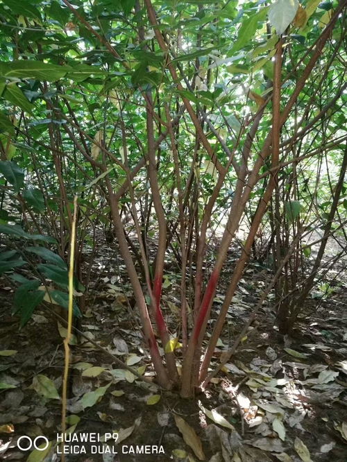 1. 腊梅的价格不固定， 得堪啥时候买