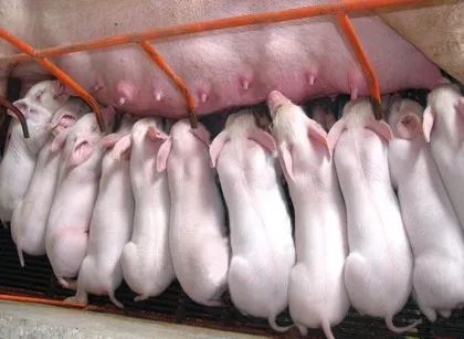规范接产，Neng让仔猪多活一头吗？这方法值得收藏吗？