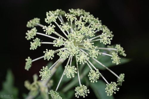 场景3：大棚春提早