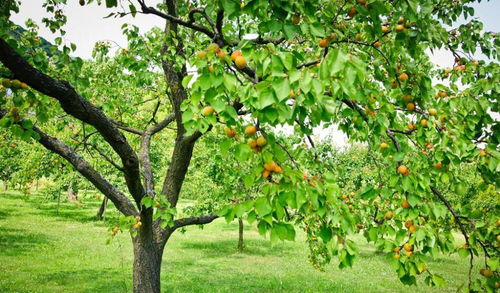 必懂知识点，杏树种植的注意事项
