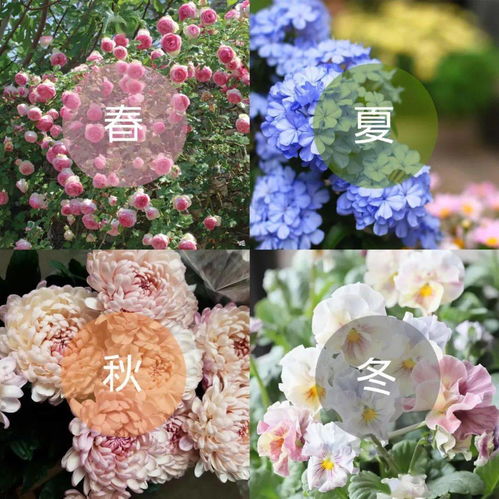 冬季室内赏花指南