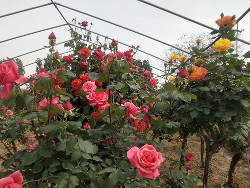 春风拂面万亩月季绽放生机