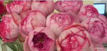 探秘伊芙月季：小资情调与资产阶级的交织