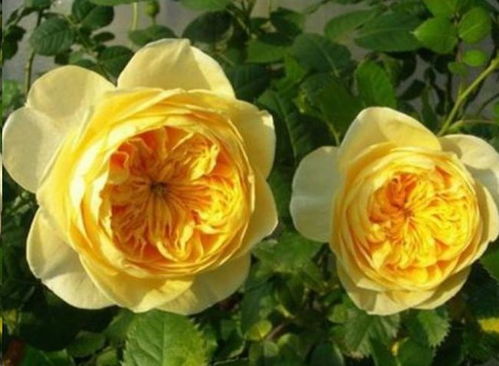 火龙果月季：壮实花茎， 花期长