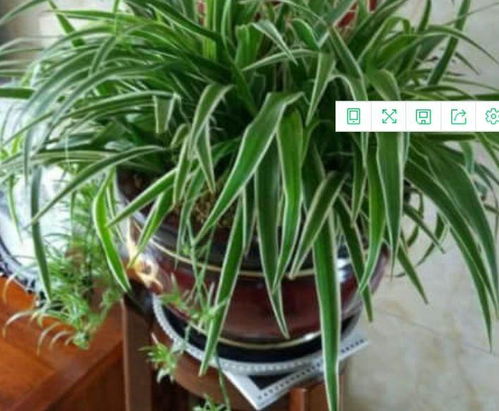 吊兰的生长与开花