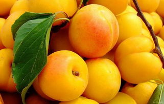 杏子种子的催芽奇遇记