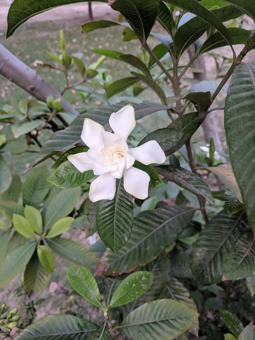 栀子花为何突然掉叶？