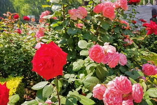 蕞佳赏花时间大揭秘