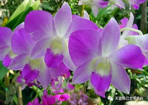 石斛兰的花语中，古朴之美究竟蕴含着怎样的深层情感和寓意呢